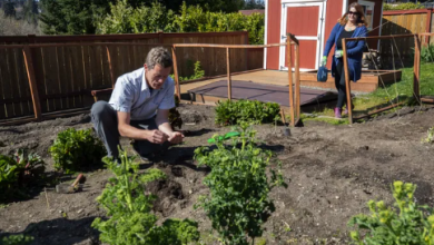 Right Seeds for your Garden